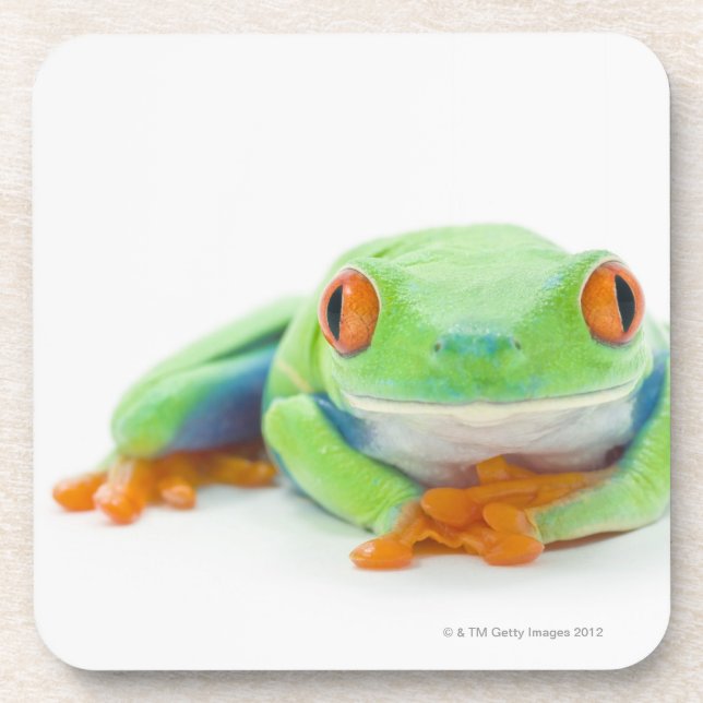 Red-Eyed Tree Frog (Agalychnis Callidryas) 2 Coaster (Front)