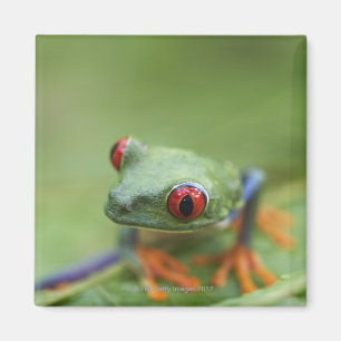 Red-eyed tree frog (Agalychnis callidryas) Magnet