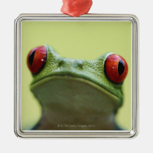 Red-eyed tree frog (Agalychnis callidryas) Metal Tree Decoration