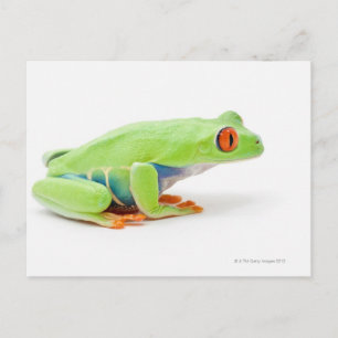 Red-Eyed Tree Frog (Agalychnis Callidryas) Postcard
