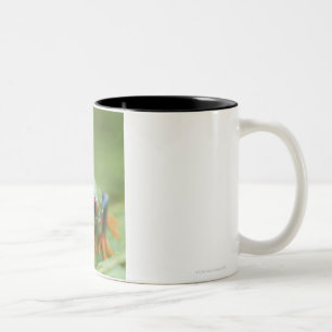 Red-eyed tree frog (Agalychnis callidryas) Two-Tone Coffee Mug