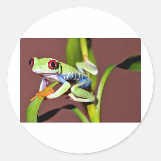 red eyed tree frog classic round sticker (Front)