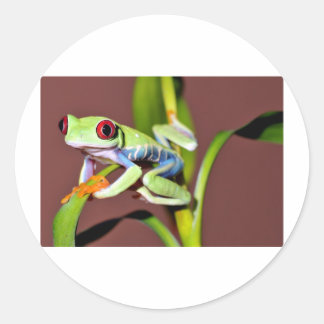 red eyed tree frog classic round sticker