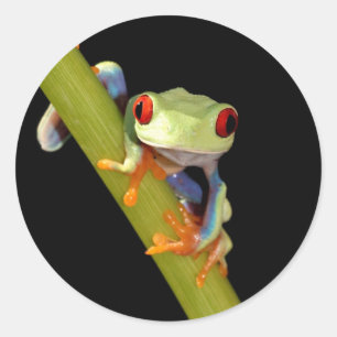 red eyed tree frog classic round sticker