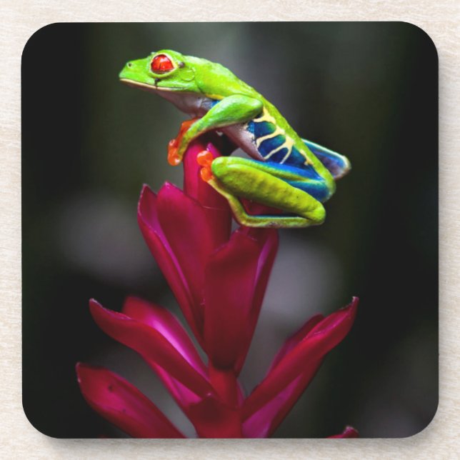 Red-eyed Tree Frog Coaster (Front)