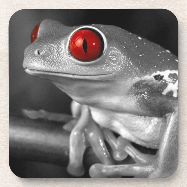 Red Eyed Tree Frog Coaster (Front)