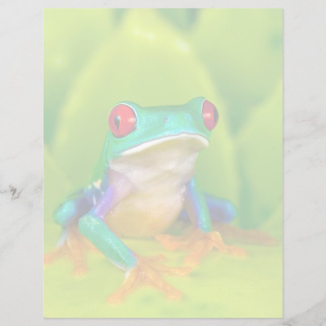 Red-eyed tree frog, Costa Rica (Front)