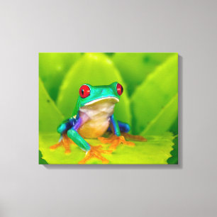 Red-eyed tree frog, Costa Rica Canvas Print