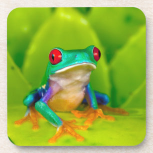 Red-eyed tree frog, Costa Rica Coaster