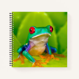 Red-eyed tree frog, Costa Rica Notebook