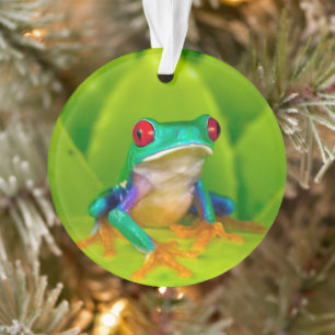 Red-eyed tree frog, Costa Rica Ornament