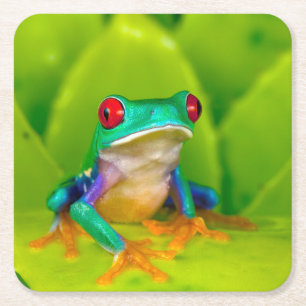 Red-eyed tree frog, Costa Rica Square Paper Coaster