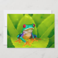 Red-eyed tree frog, Costa Rica