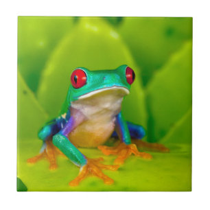 Red-eyed tree frog, Costa Rica Tile