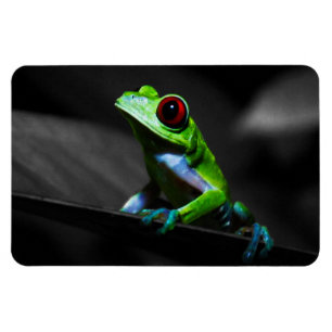 Red Eyed Tree Frog III Magnet