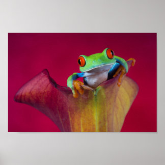 Red eyed tree frog in red flower poster