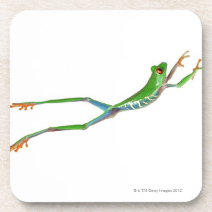 Red eyed tree frog jumping coaster