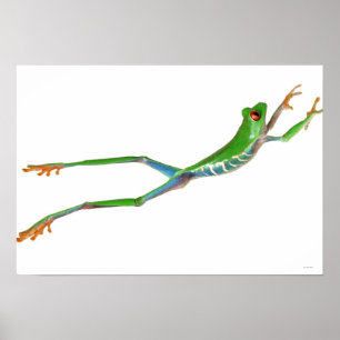 Red eyed tree frog jumping poster