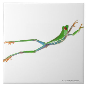 Red eyed tree frog jumping tile