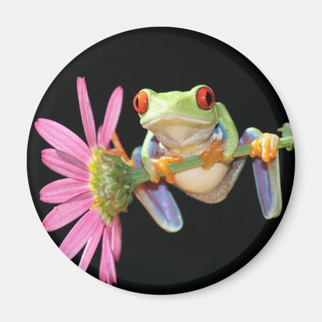 red eyed tree frog magnet (Front)