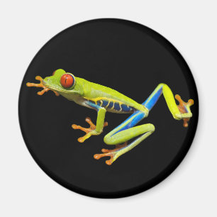 Red eyed tree frog magnet