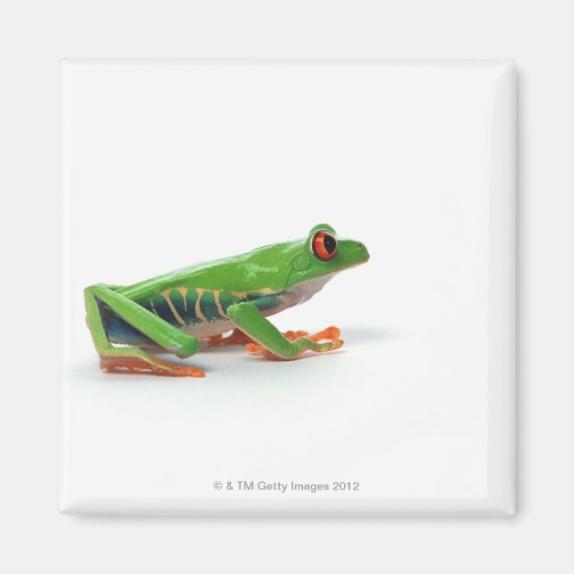 Red eyed tree frog magnet (Front)