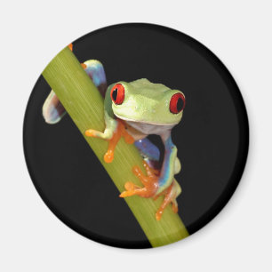 red eyed tree frog magnet