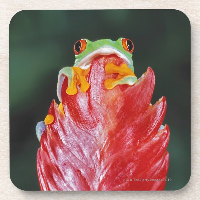 Red-Eyed Tree Frog on Leaf Coaster (Front)