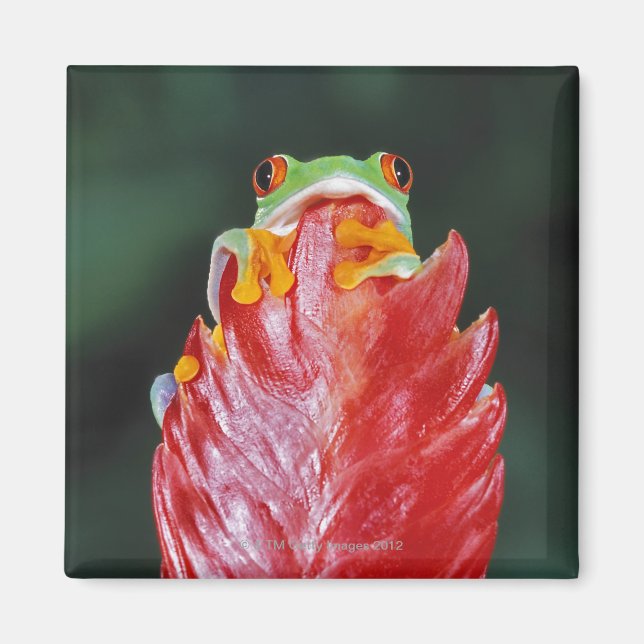 Red-Eyed Tree Frog on Leaf Magnet (Front)
