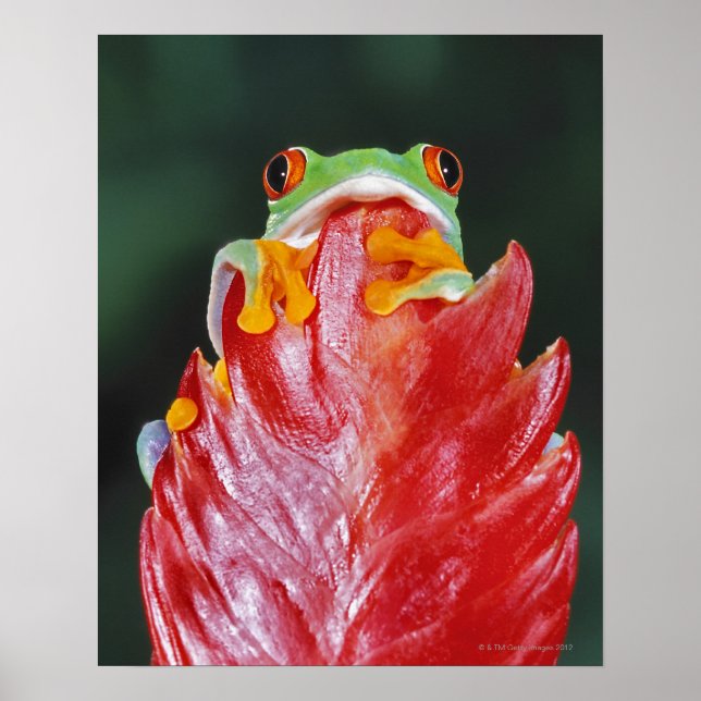 Red-Eyed Tree Frog on Leaf Poster (Front)