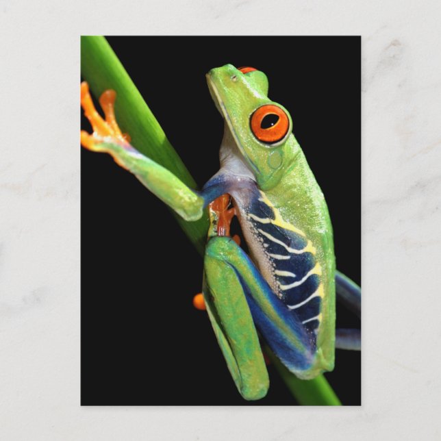 red eyed tree frog postcard (Front)