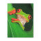Red Eyed Tree Frog
