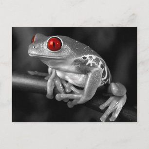 Red Eyed Tree Frog Postcard