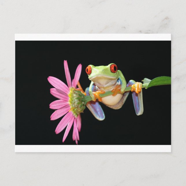 red eyed tree frog postcard (Front)