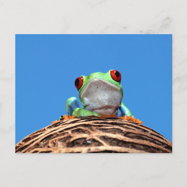 red eyed tree frog postcard (Front)
