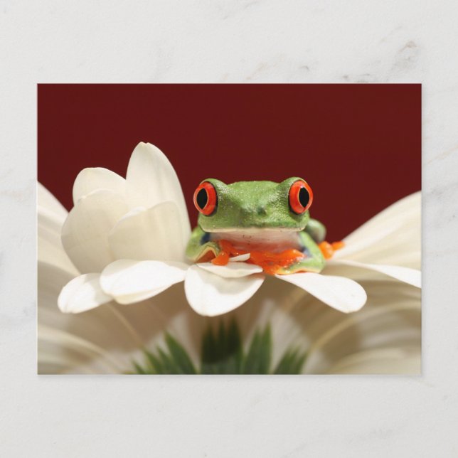 red eyed tree frog postcard (Front)