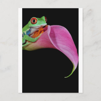 red eyed tree frog postcard