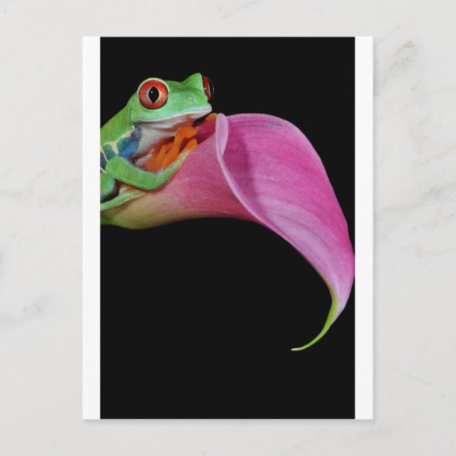 red eyed tree frog postcard (Front)