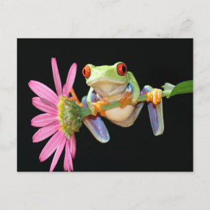 red eyed tree frog postcard