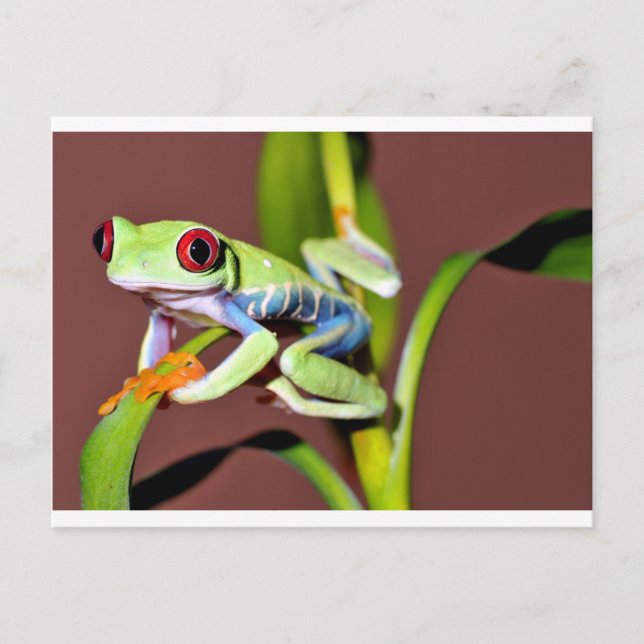 red eyed tree frog postcard (Front)