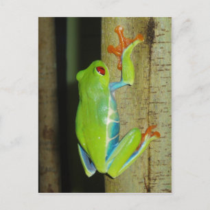 red-eyed tree frog postcard