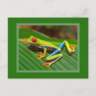 Red Eyed Tree Frog Postcard