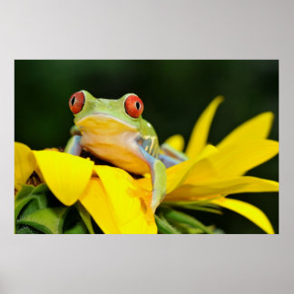 red eyed tree frog poster