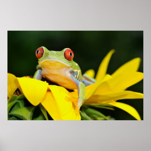 red eyed tree frog poster (Front)