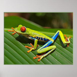 Red-eyed Tree Frog Poster