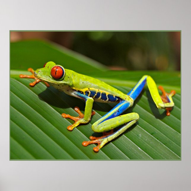 Red-eyed Tree Frog Poster (Front)