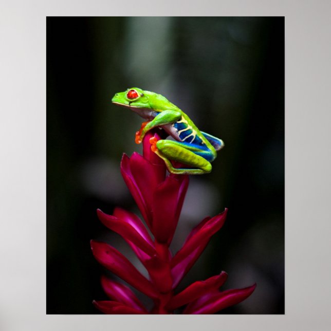 Red-eyed Tree Frog Poster (Front)