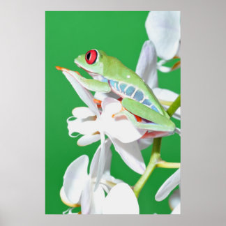 red eyed tree frog poster