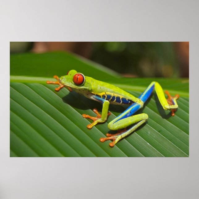 Red eyed tree frog poster (Front)