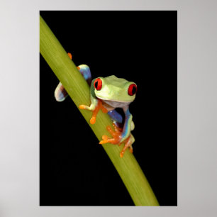 red eyed tree frog poster